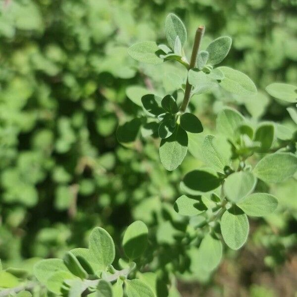 Origanum majorana Blad