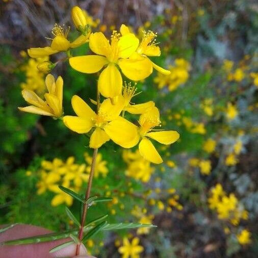 Hypericum empetrifolium Flower