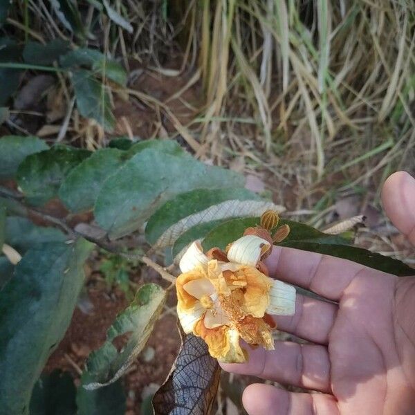 Luehea divaricata Flower