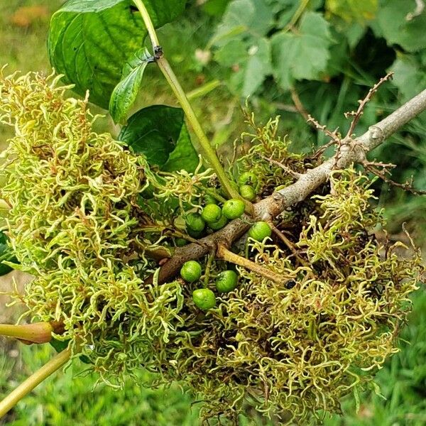 Toxicodendron radicans Fruit