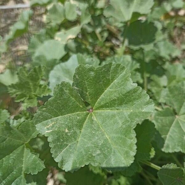 Malva parviflora Leaf