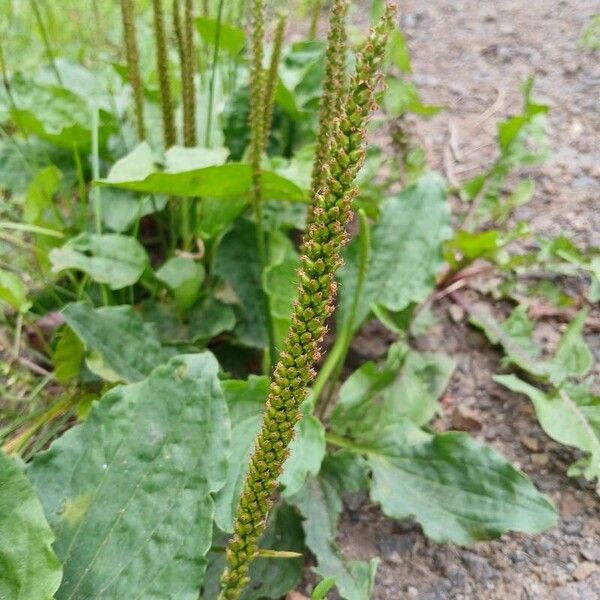 Plantago major Fruitua