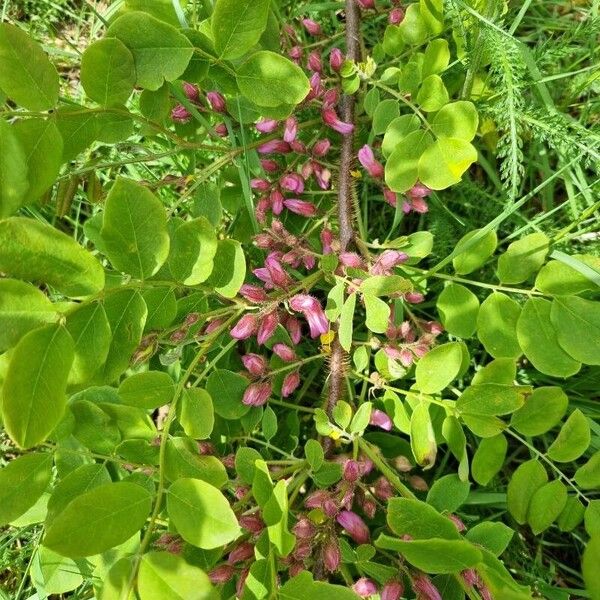 Robinia hispida Blomst