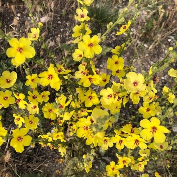 Verbascum sinuatum 葉