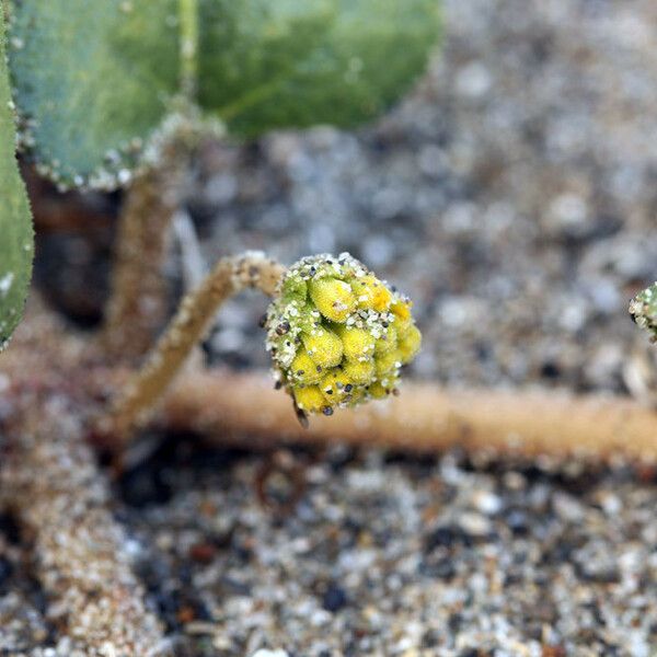 Abronia latifolia Yeri