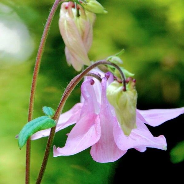 Aquilegia nigricans Vekstform