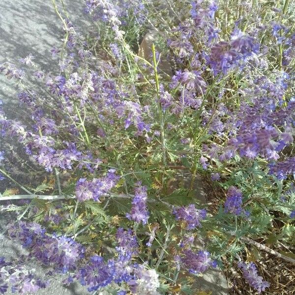 Perovskia atriplicifolia Cvet