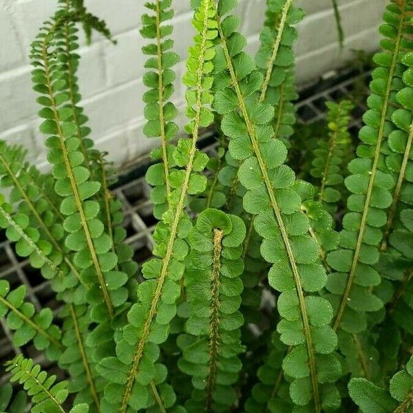 Nephrolepis cordifolia Blad