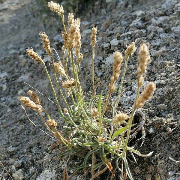 Plantago albicans Хабит