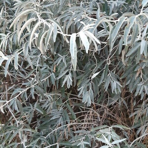 Elaeagnus angustifolia Hostoa