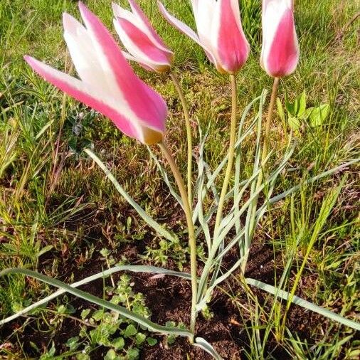 Tulipa clusiana Хабит