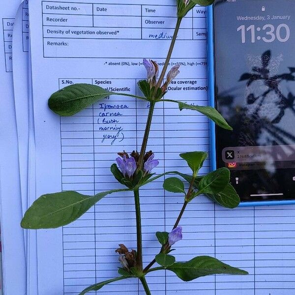 Hygrophila auriculata Ďalší