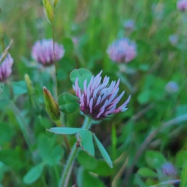 Trifolium hirtum Цветок