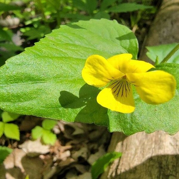 Viola pubescens Cvet