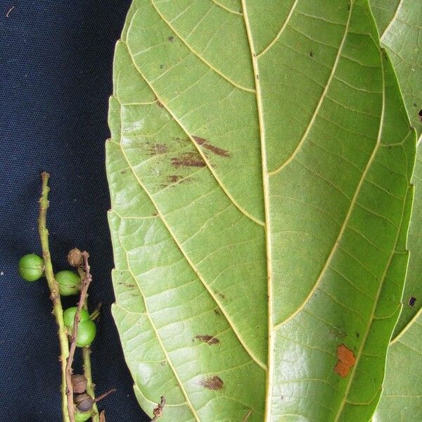 Alchornea latifolia Leaf