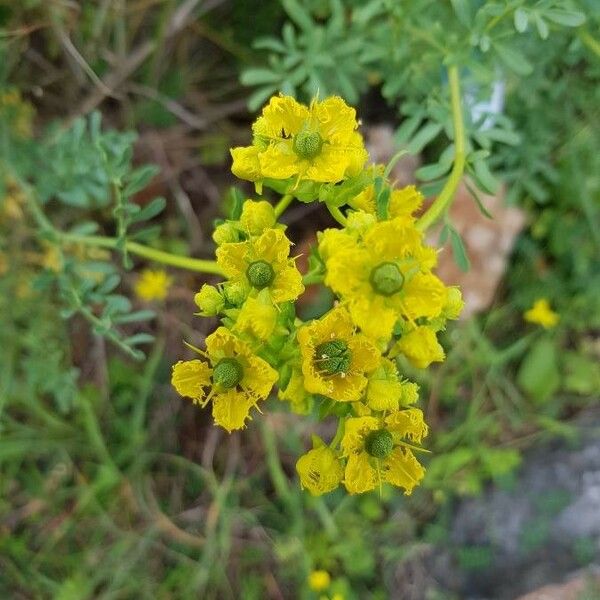 Ruta chalepensis Blomst