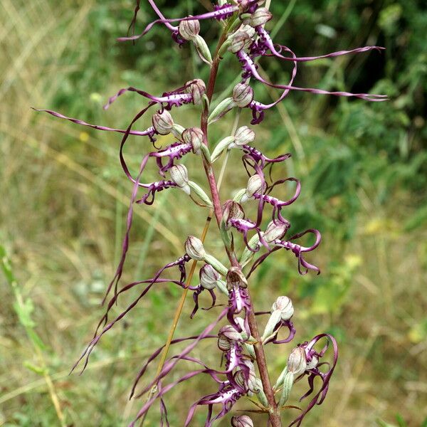 Himantoglossum calcaratum Virág