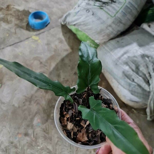 Alocasia lauterbachiana Blatt