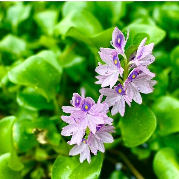 Eichhornia crassipes Bloem