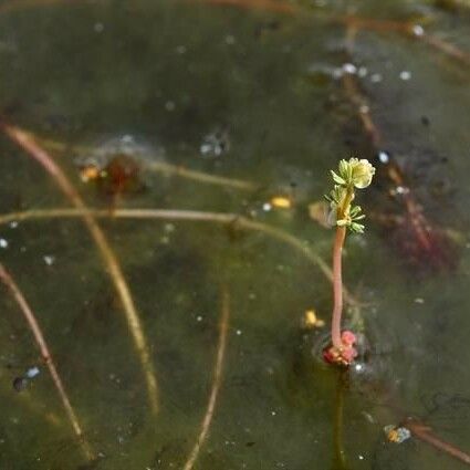 Myriophyllum alterniflorum ശീലം