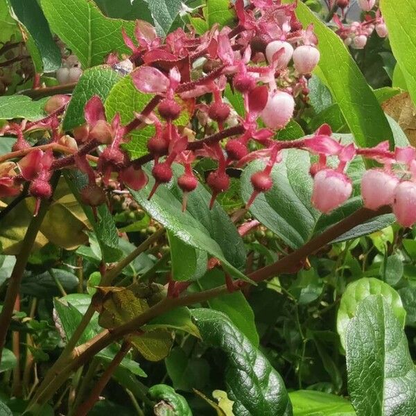 Gaultheria shallon Flor