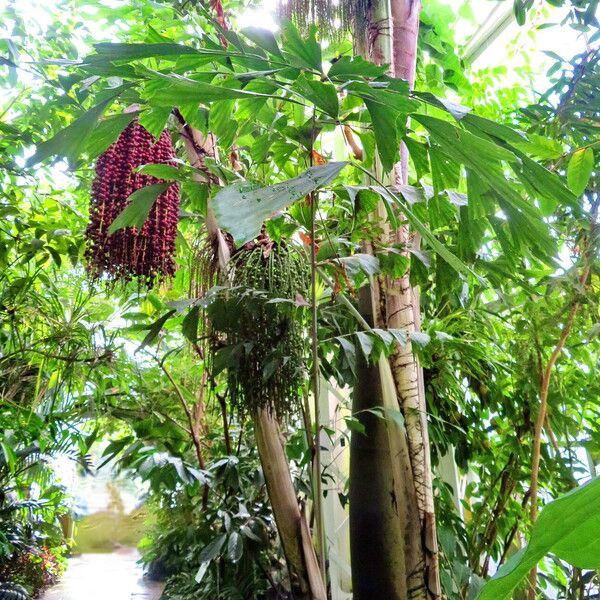 Caryota mitis Habitat