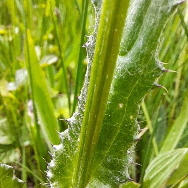 Cirsium dissectum Bark