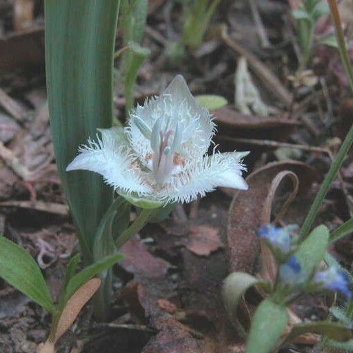 Calochortus westonii Квітка