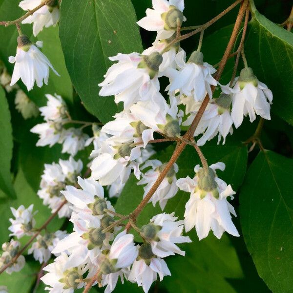 Deutzia scabra Flors