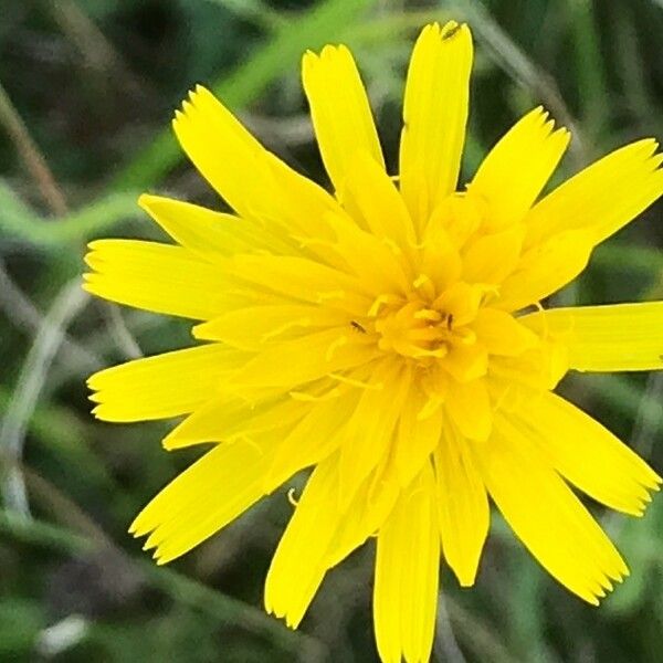 Leontodon hispidus Blomma