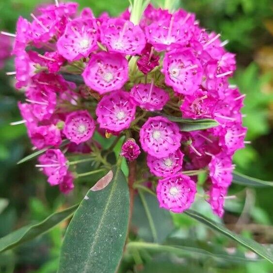 Kalmia angustifolia Blomst