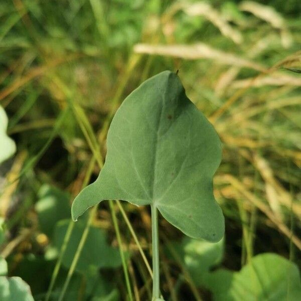 Rumex scutatus Leaf