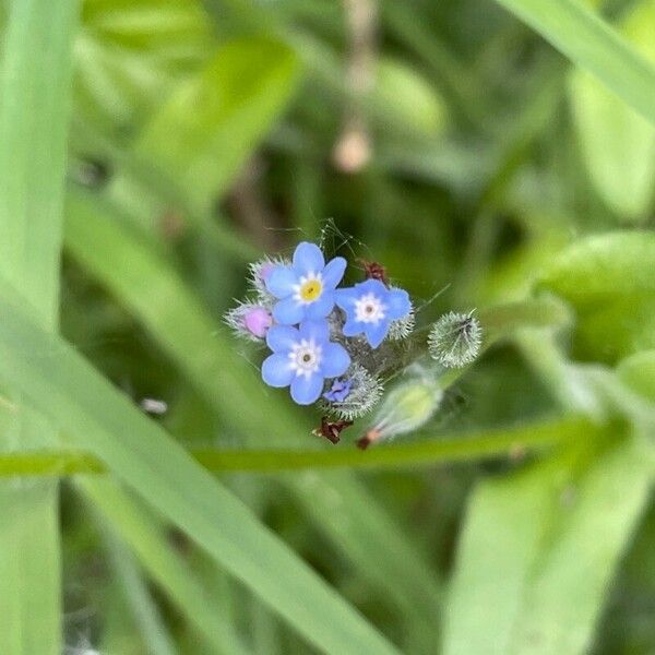 Myosotis arvensis Flor