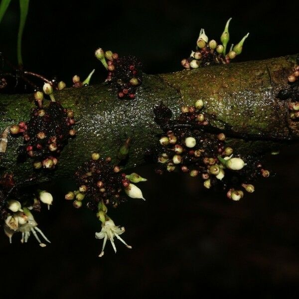 Pycnandra poindimiensis Hàbitat