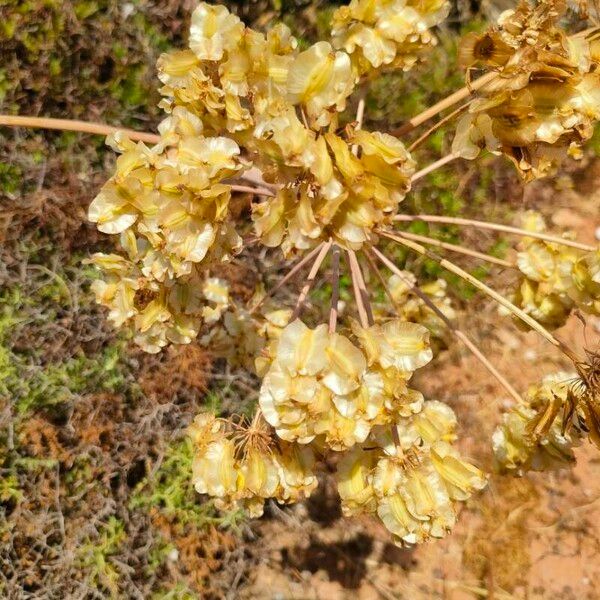 Thapsia garganica Flor