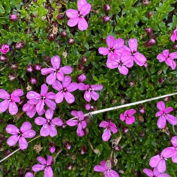 Silene acaulis Flower