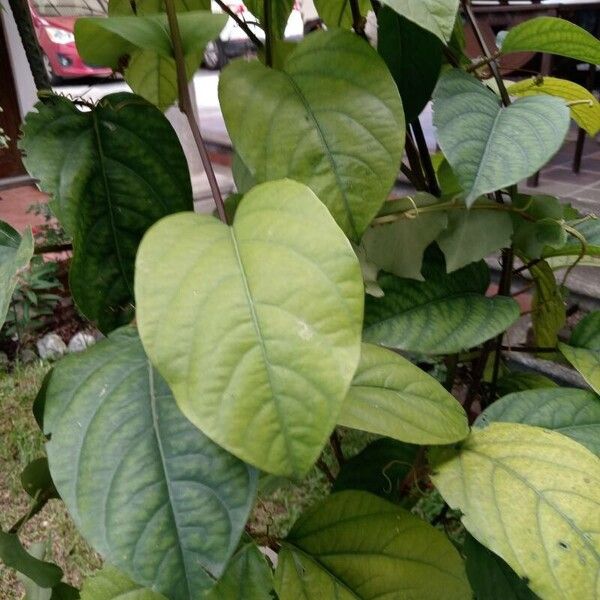 Passiflora quadrangularis Leaf