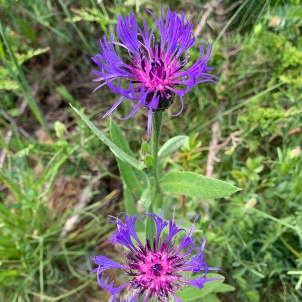 Centaurea triumfettii Цветок