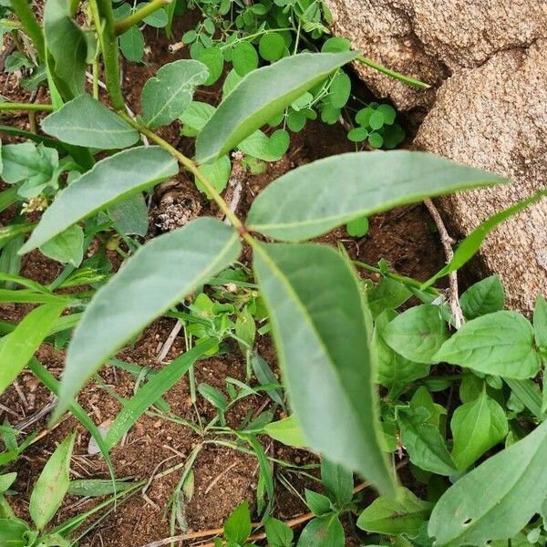 Zanthoxylum chalybeum 叶