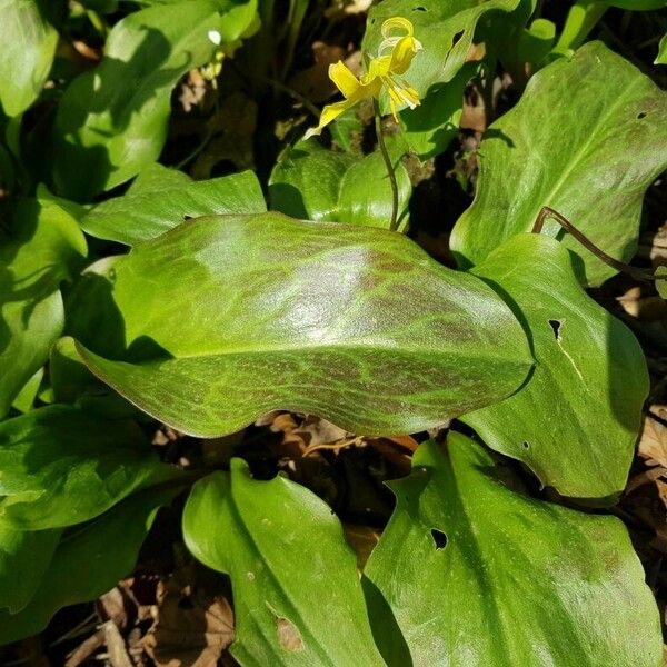 Erythronium revolutum Лист