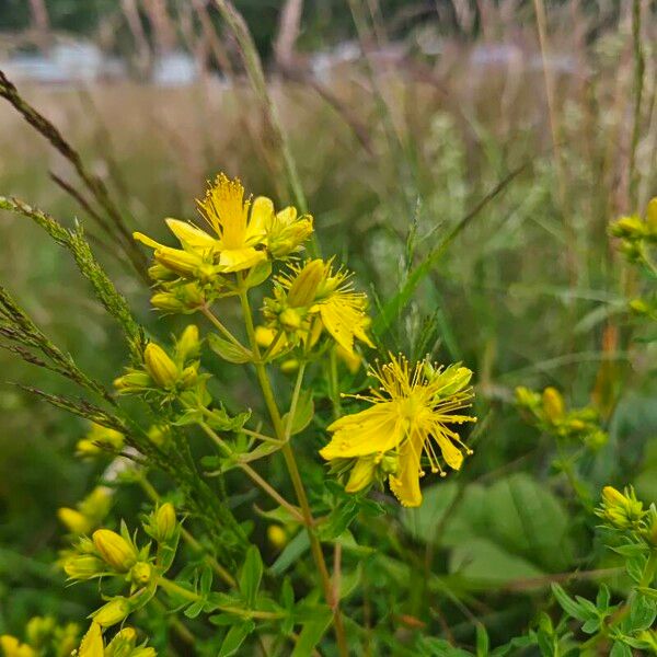 Hypericum perfoliatum Flower