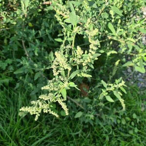 Chenopodium album 花