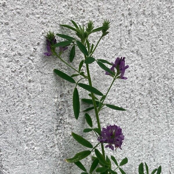 Medicago sativa Blomst