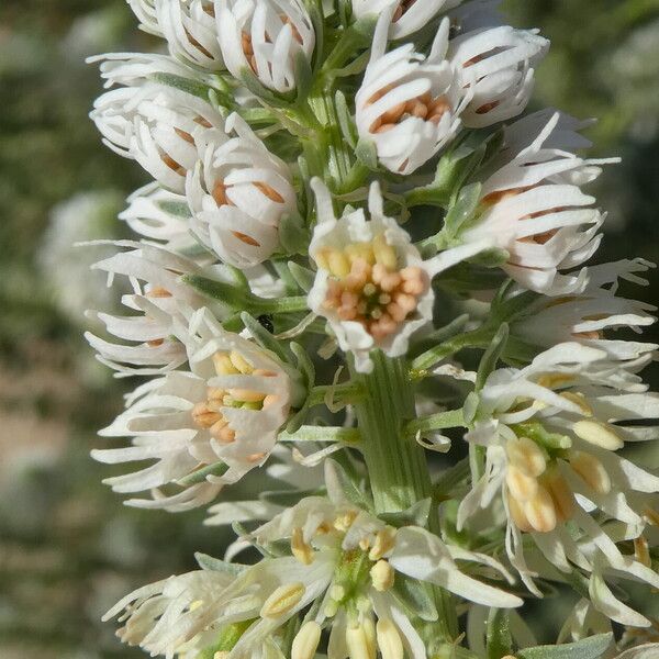 Reseda alba Květ