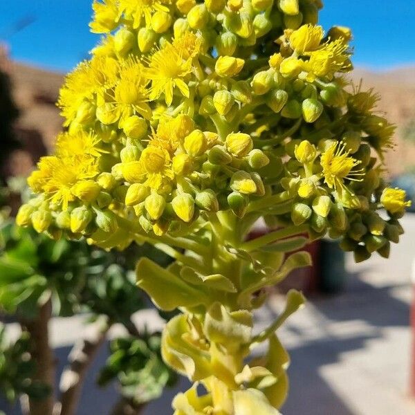 Aeonium arboreum Žiedas