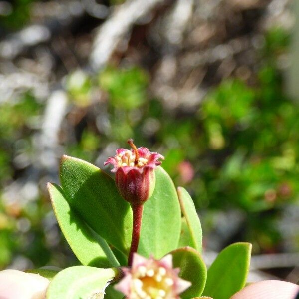 Pemphis acidula Fruit