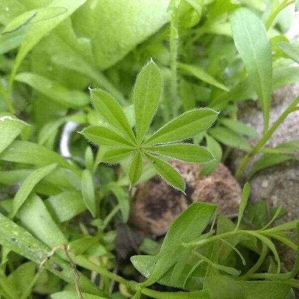 Lupinus texensis Fulla