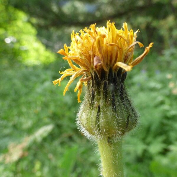 Hypochaeris maculata Blüte