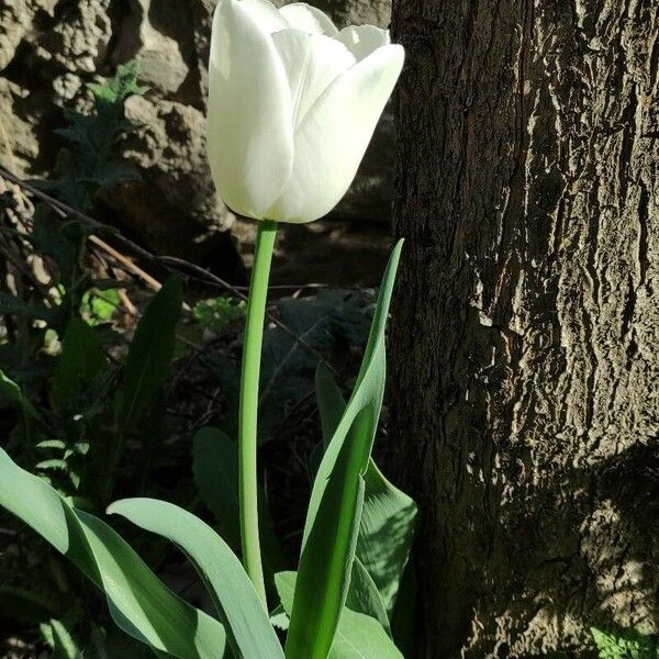 Tulipa gesneriana പുഷ്പം