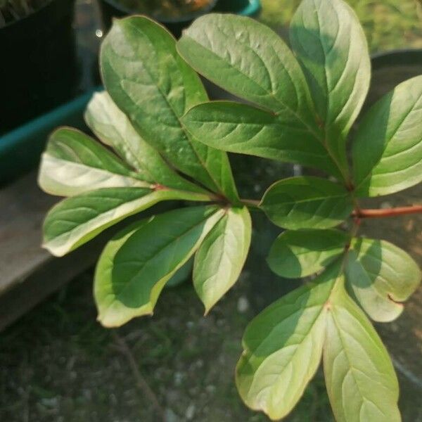 Paeonia mascula Folio